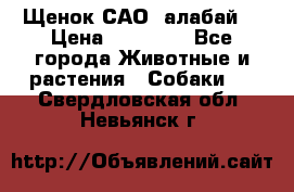 Щенок САО (алабай) › Цена ­ 10 000 - Все города Животные и растения » Собаки   . Свердловская обл.,Невьянск г.